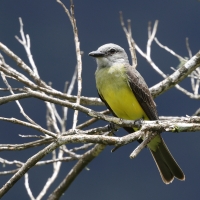 Tyran melancholijny, Tyrannus melancholicus, Tropical Kingbird