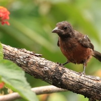 Tapiranga ciemna - Silver-beaked Tanager