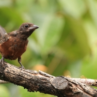 Żałobnik czarny - White-lined Tanager