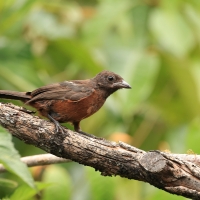 Żałobnik czarny - White-lined Tanager