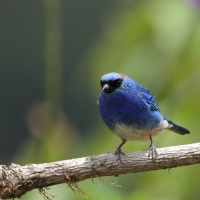 Tangarka błękitna - Golden-naped Tanager