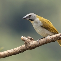 Ziarnołusk płowogardły - Buff-throated Saltator
