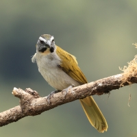 Ziarnołusk płowogardły - Buff-throated Saltator