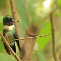 Lordzik purpurowogardły - Amethyst-throated Sunangel
