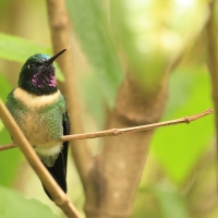 Lordzik purpurowogardły - Amethyst-throated Sunangel