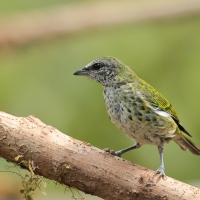 Tangarka plamista - Spotted Tanager