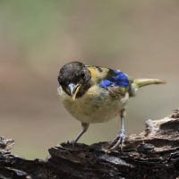 Złotoszyjnik - Golden-collared Honeycreeper