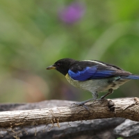 Złotoszyjnik - Golden-collared Honeycreeper
