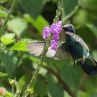 Uszatek niebieskobrzuchy, Colibri coruscans, Sparkling Violet-ear