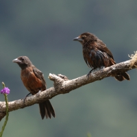 Tapiranga ciemna, Ramphocelus carbo, Silver-beaked Tanager 