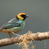 Tangarka żółtoucha - Saffron-crowned Tanager
