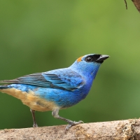 Tangarka błękitna - Golden-naped Tanager