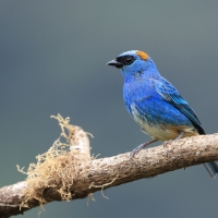 Tangarka błękitna - Golden-naped Tanager