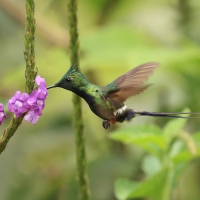 Kolcosterek czubaty - Wire-crested Thorntail