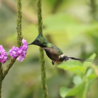 Kolcosterek czubaty - Wire-crested Thorntail