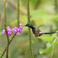 Kolcosterek czubaty, Discosura popelairii, Wire-crested Thorntail