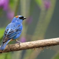 Tangarka błękitna - Golden-naped Tanager