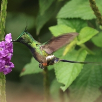 Kolcosterek czubaty - Wire-crested Thorntail