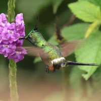 Kolcosterek czubaty - Wire-crested Thorntail