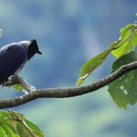 Modrowronka hiacyntowa - Violaceous Jay