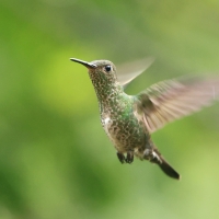 Kwiatowczyk - Many-spotted Hummingbird