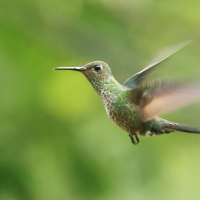 Kwiatowczyk - Many-spotted Hummingbird