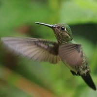 Kwiatowczyk - Many-spotted Hummingbird