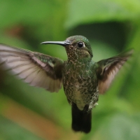 Kwiatowczyk - Many-spotted Hummingbird