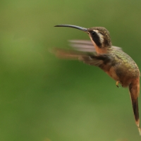 Pustelnik rdzawobrzuchy - Reddish Hermit