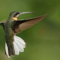 Pustelnik jasnosterny - Pale-tailed Barbthroat
