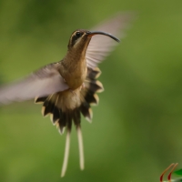 Pustelnik wielkodzioby, Phaethornis malaris, Great-billed Hermit