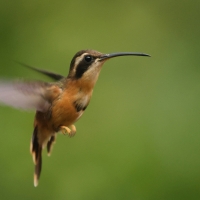 Pustelnik rdzawobrzuchy, Phaethornis ruber, Reddish Hermit
