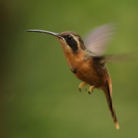 Pustelnik rdzawobrzuchy - Reddish Hermit