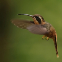 Pustelnik rdzawobrzuchy - Reddish Hermit