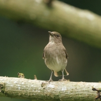 Drozd czarnodzioby, Turdus ignobilis, Black-billed Thrush 