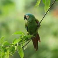 Ara kasztanowoczelna - Chestnut-fronted Macaw