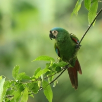 Ara kasztanowoczelna - Chestnut-fronted Macaw
