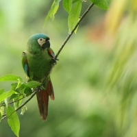 Ara kasztanowoczelna - Chestnut-fronted Macaw