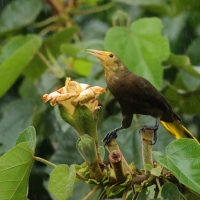 Kacykowiec rdzawy - Russet-backed Oropendola