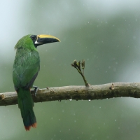 Pieprzojad szmaragdowy - Emerald Toucanet