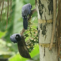 Modrowronka hiacyntowa - Violaceous Jay