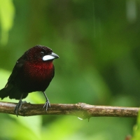 Tapiranga ciemna - Silver-beaked Tanager