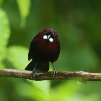Tapiranga ciemna - Silver-beaked Tanager
