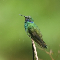 Uszatek niebieskobrzuchy - Sparkling Violet-ear