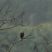 Kacykowiec rdzawy - Russet-backed Oropendola