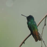Złotogonek - Golden-tailed Sapphire