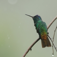 Złotogonek - Golden-tailed Sapphire