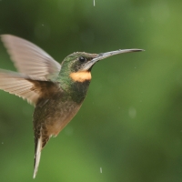 Pustelnik jasnosterny - Pale-tailed Barbthroat