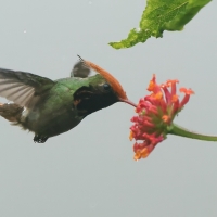 Sylfik rdzawoczuby - Rufous-crested Coquette