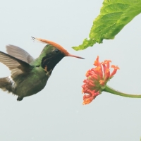 Sylfik rdzawoczuby - Rufous-crested Coquette